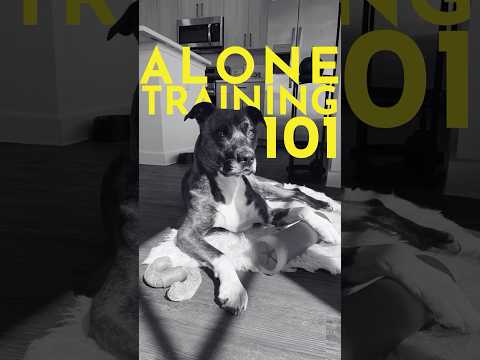 How to House Train Any Dog (Finally trust them alone!) #puppytraining #dogtraining
