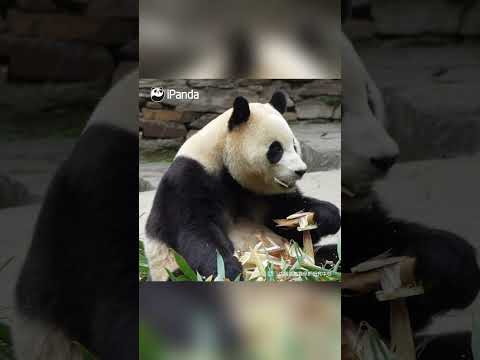 Footage Of Fu Bao Eating Bamboo | iPanda #shorts