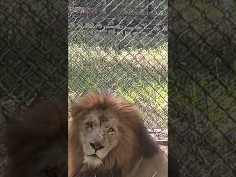 Lion Bannerghatta NATIONAL Park#safari #zoo #shortsfeed #youtubeshorts