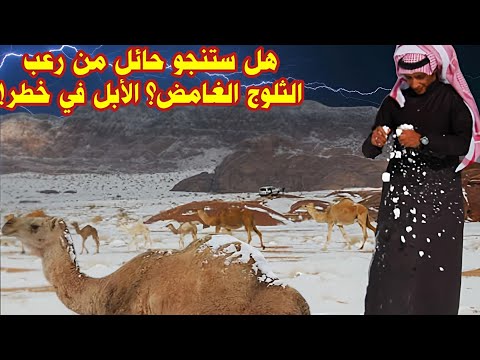 هل ستنجو حائل من رعب الثلوج الغامض؟ الأبل في خطر! السعودية 🇸🇦