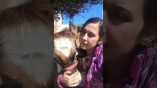 #fazenda #pecuarista #vidanaroça #sabiadocampo #gado