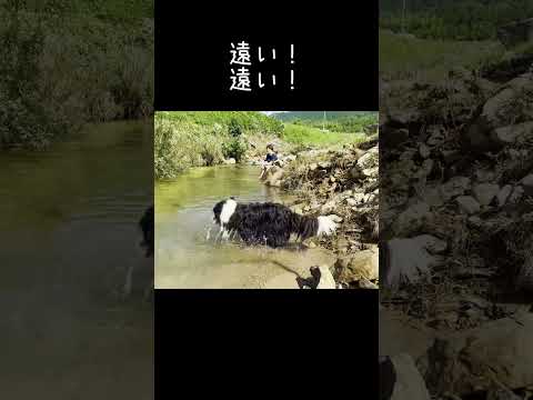 ボーダーコリー言葉が分かっている瞬間がこちら！ #しろくろコリー #大型犬 #大型犬のいる生活 #可愛い #犬のいる生活 #癒し#ボーダーコリー #ボーダーコリーのまろ #犬