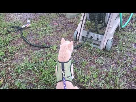 Cat Perplexed by Moving Garden Hose