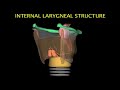 Vocal Cords and Laryngeal Anatomy