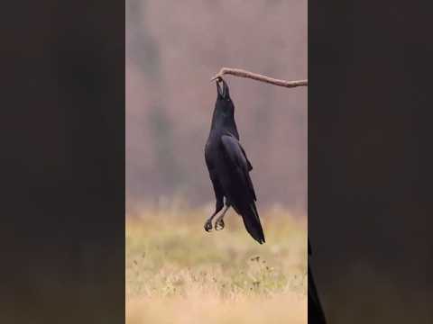 Raven Gymnastics 🐦⬛