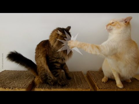 Cats Give the Funniest Slaps