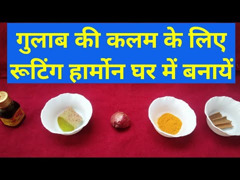 Homemade rooting harmone for Rose || गुलाब की कलम में roots लाने के लिए special चटनी