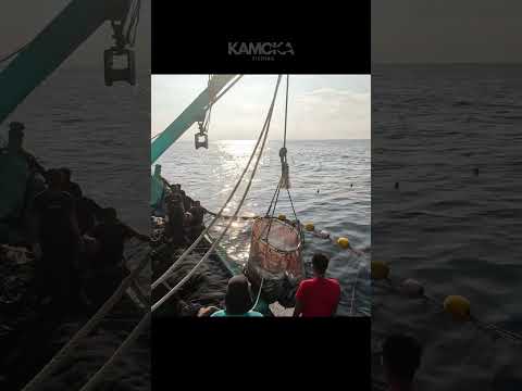 Fabulous fishermen's catch fishing in the deep sea KAMOKA FISHING