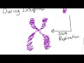 Cell Biology Concepts and Processes