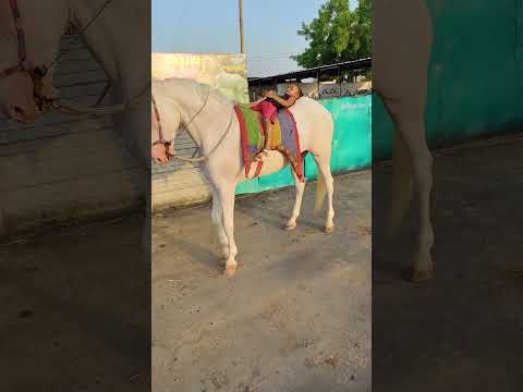 Rupal stud farm army 64 height mo9724588670 mo8849146447