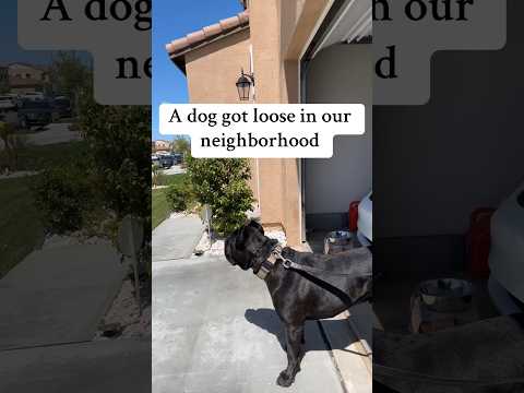 A loose dog was roaming our neighborhood 😳 #Raisingbane #canecorsoitaliano #guarddog #canecorso