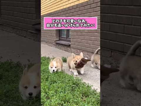 疲れを癒すコーギーパピー動画：笑顔と元気を取り戻そう サムネイル
