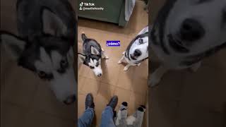 Tú ya eres viral 🤣