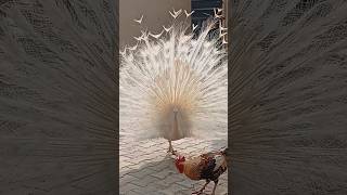 snowhite peacock 🤍🦚 #foryou #viral #shorts #birds #pakistan #peacock #youtube  @shehrmaindihat