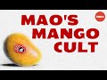 Mao's Mangoes and the Cultural Revolution