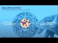 Exploring DNA Replication Concepts
