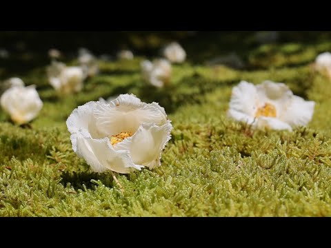 京都・妙心寺塔頭の東林院で「沙羅の花を愛でる会」始まる（2024年6月10日、京都市右京区）