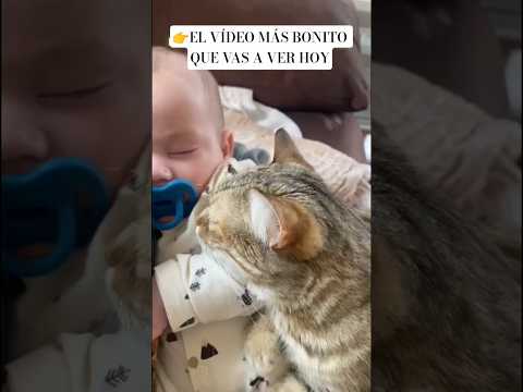 LO MÁS BONITO DEL DÍA 💓#shortcat