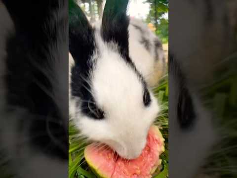#cute #yummy #rabbit #rabbits #lovely #love #shortvideo #short #shorts #top #funny #shortvideo #top