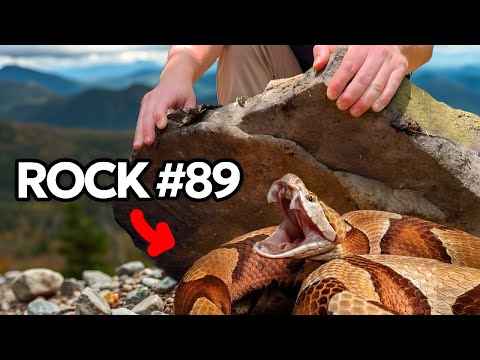 I Flipped Rocks in the Appalachian Mountains, Here's What I Found...