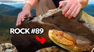 I Flipped 100 Rocks in the Appalachian Mountains!