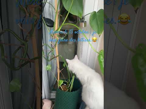 Des bêtises: #questcequejedevraischoisir #catlovers #cuteanimals #kitten #funnycats #pets