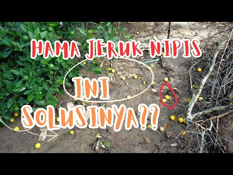 Hama jeruk nipis | Banyak Buah yang gugur dan ini solusinya