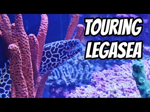 TOURING LEGASEA 