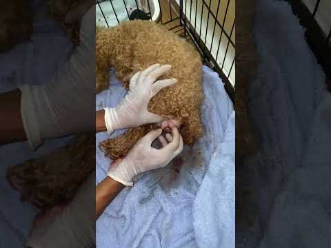 Save mother puddle difficult giving birth #dog