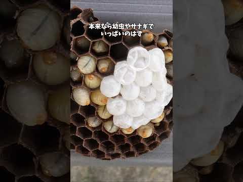 スズメバチの天敵をヒヨコにあげてみた！ #スズメバチ #ヒヨコ #寄生蛾