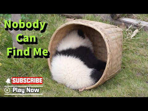 Panda Baby’s First Hide And Seek Game | iPanda