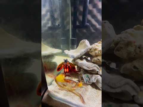 Mantis Shrimp Punch #mantisshrimp