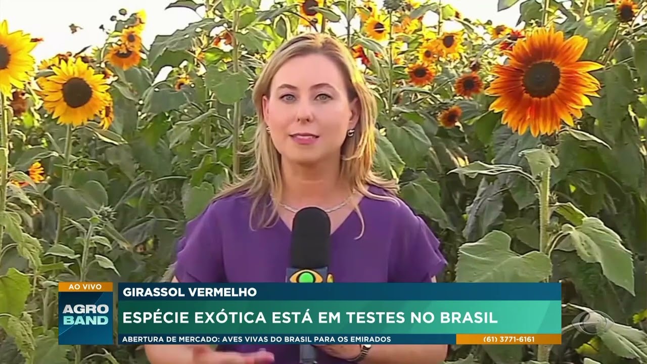 Girassol vermelho espécie exótica está em testes no Brasil