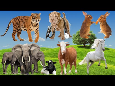 Animal world: Horse, Rabbit, Cow, Elephant, Monkey, Dog...Animal sounds