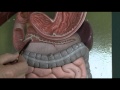 Gastrointestinal Tract Functions and Anatomy