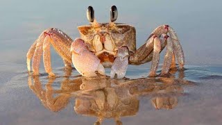 Ищу ошибки  в программе на Gambas3