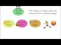 Energy Transfer and Food Chains