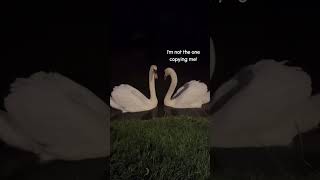 Who started copying who?! #PetsTranslated #Swan #Birds #Funny