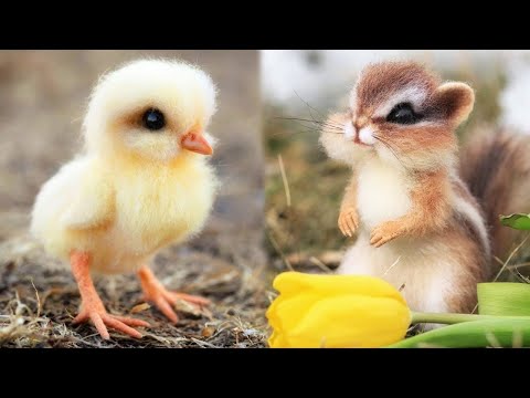 AWW Animals SOO Cute! Cute baby animals Videos Compilation cute moment of the animals #23