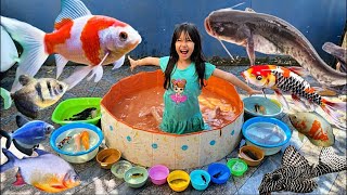 Mencampur Ikan di Kolam Lele, Ikan Bawal, Ikan Bulu Ayam, Sapu-sapu, Neon Tetra, Glowfish & Mas Koki