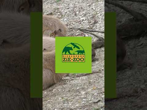 Dierenpark Zie-Zoo 🇳🇱 (13.10.2025) #zoo #tiere #animals #ausflugsziel #natur #2025 #niederlande