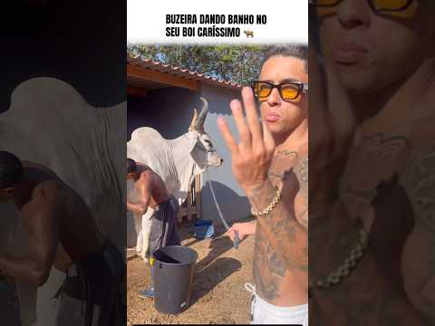 BUZEIRA CUIDANDO DO SEU BOI CARÍSSIMO #shorts #short #viral #viralvideo #shortvideo #funny #fyp #yt