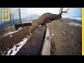 Mule Deer Migration Quiz