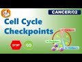 Exploring Cell Cycle Checkpoints and Their Regulation