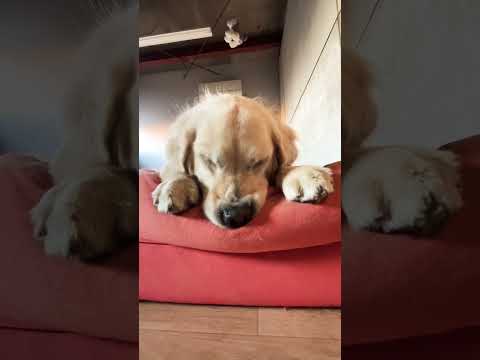 これ静止画ではありません。