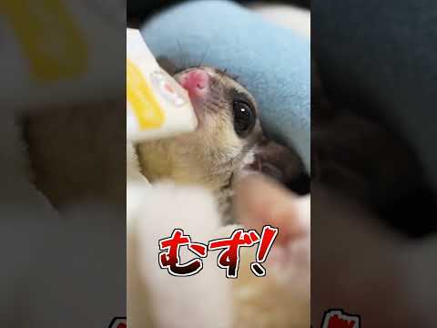 赤ちゃんが大きくなってきました！ #フクロモモンガ #エキゾチックアニマル #ペット. #赤ちゃん