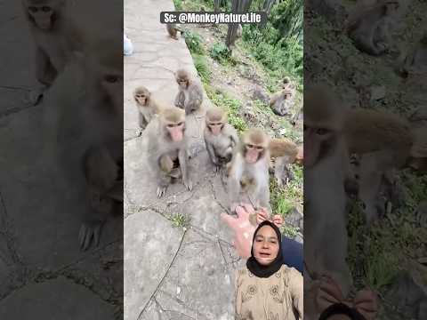 Rebutan BERSIHIN Tangan‼️ MonkeyNatureLife