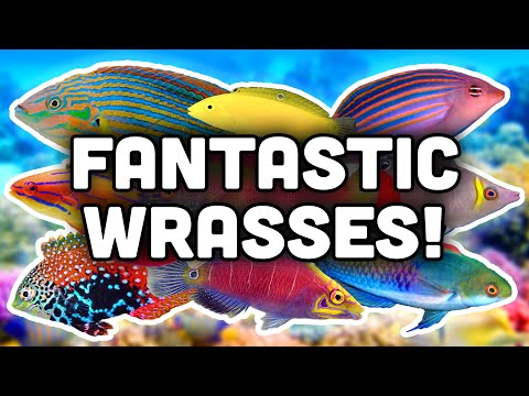 Wrasse Care 101_ What Every Reef Keeper Should Kno In today's video we are going to talk about wrasses in the saltwater hobby, and how they can be a go