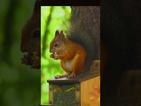 Do You Like To See that Picture relax your mind?😍#shorts #viral #youtubeshorts #creativedesignbyssd