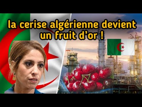 Léa Salamé dérape sur l’Algérie : ses propos font scandale !